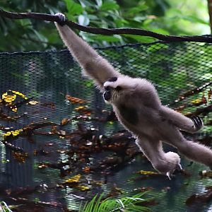 Pileated Gibbon Swinging