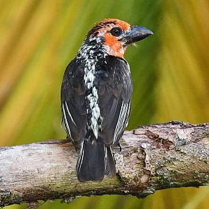 Vieillot's Barbet (Lybius vieilloti)