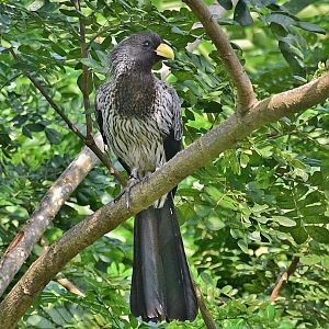 Western Plantain-eater (Crinifer piscator)