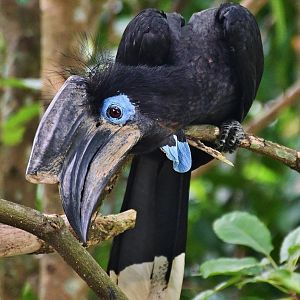 Black-casqued Hornbill (Ceratogymna atrata)