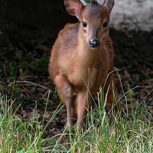 Red duiker (Cephalophus natalensis)