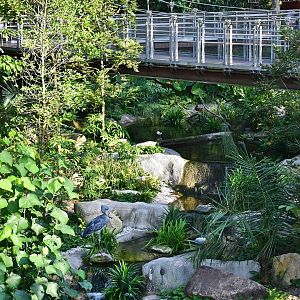 Shoebill in the Heart of Africa aviary