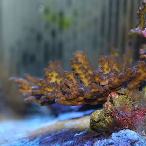 Acropora solitaryensis