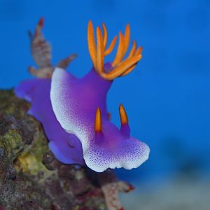 Purple hypselodoris (Hypselodoris apolegma)