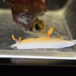 Bullock's hypselodoris (Hypselodoris bullockii)