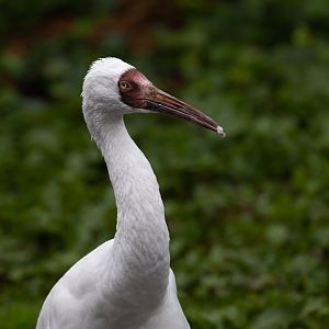 Siberian crane (Grus leucogeranus)