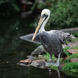Peruvian pelican (Pelecanus thagus)