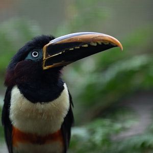Chestnut-eared araçari (Pteroglossus castanotis)