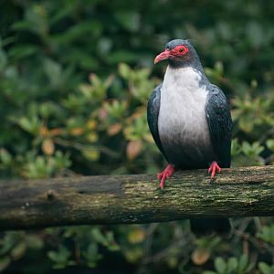 Papuan mountain-pigeon (Gymnophaps albertisii)