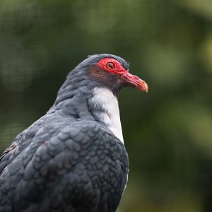 Papuan mountain-pigeon (Gymnophaps albertisii)