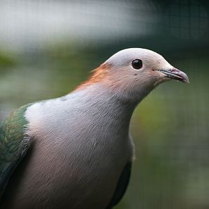 Green imperial-pigeon (Ducula aenea)