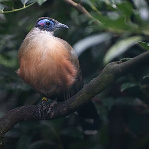 Giant coua (Coua gigas)
