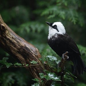 Sumatran laughingthrush (Garrulax bicolor)