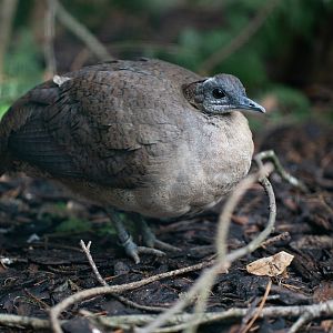 Great tinamou (Tinamus major)