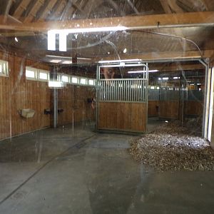 Africa- Greater kudu indoors 13.7.23