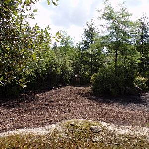 Africa- Red river hog enclosure 13.7.23