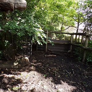 Africa- Red river hog enclosure 13.7.23