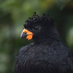 Red-billed curassow (Crax blumenbachii)