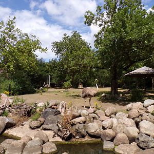 Africa- Grant’s zebra and ostrich enclosure 13.7.23