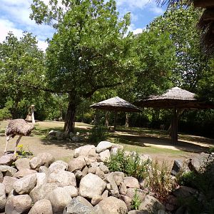 Africa- Grant’s zebra and ostrich enclosure 13.7.23