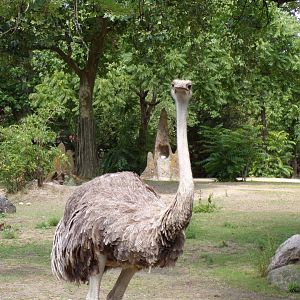 Africa- Female ostrich 13.7.23