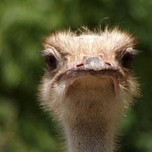 Africa- Ostrich 13.7.23