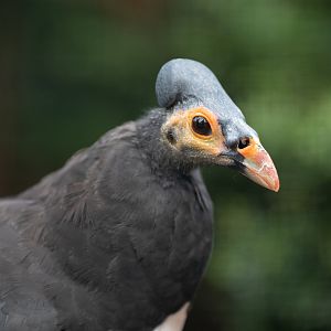 Maleo (Macrocephalon maleo)