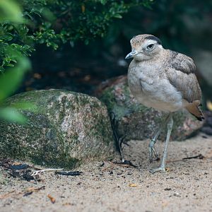 Peruvian thick-knee (Burhinus superciliaris)