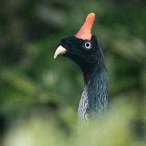 Horned guan (Oreophasis derbianus)