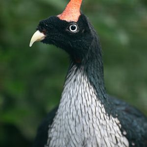 Horned guan (Oreophasis derbianus)