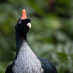 Horned guan (Oreophasis derbianus)
