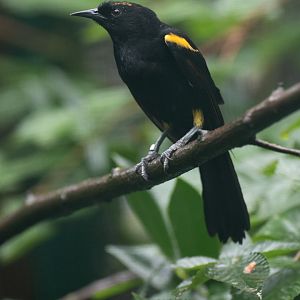 Moriche oriole (Icterus chrysocephalus)