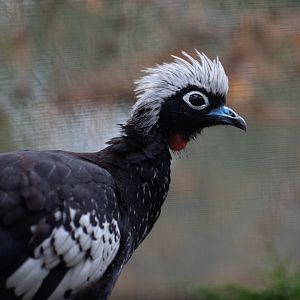 Black-fronted piping-guan (Pipile jacutinga)