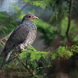 Scaled pigeon (Patagioenas speciosa)