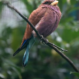Broad-billed roller (Eurystomus glaucurus)