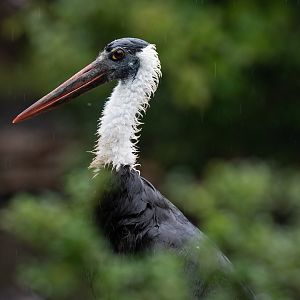 Asian woollyneck (Ciconia episcopus)