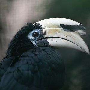 Oriental pied hornbill (Anthracoceros albirostris)
