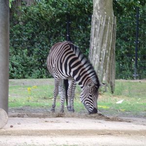 Africa- Grant’s zebra 13.7.23