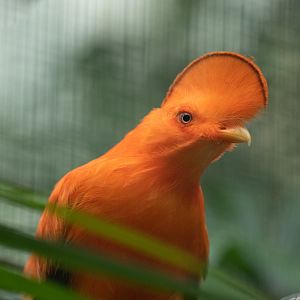 Guianan cock-of-the-rock (Rupicola rupicola)
