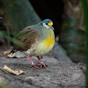 Sulawesi ground-dove (Gallicolumba tristigmata)
