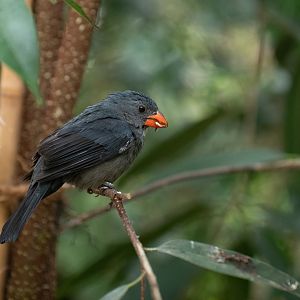 Slate-colored grosbeak (Saltator grossus)