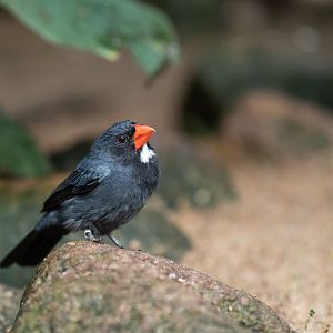 Slate-colored grosbeak (Saltator grossus)