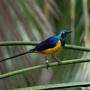 Golden-breasted starling (Lamprotornis regius)