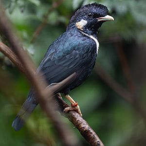Sulawesi myna (Basilornis celebensis)