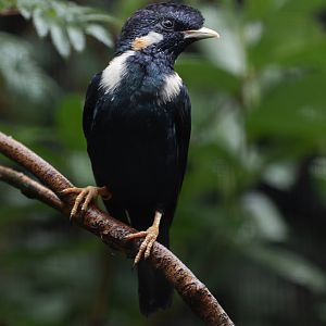 Sulawesi myna (Basilornis celebensis)