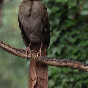 Little chachalaca (Ortalis motmot)