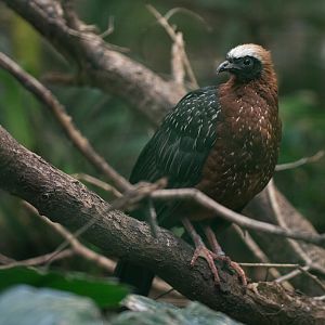 White-crested guan (Penelope pileata)