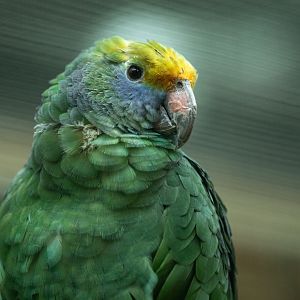 Blue-cheeked amazon (Amazona dufresniana)