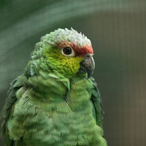 Lilacine amazon (Amazona lilacina)