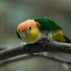 Green-thighed parrot (Pionites leucogaster)
